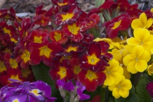 Primula Supernova 'Red'